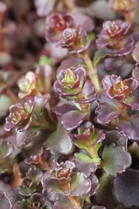 Sedum Spurium 'Deep pink', in 13cm-pot - afbeelding 3