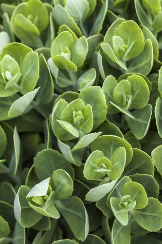 Sedum Spurium 'Deep pink', in 13cm-pot - afbeelding 4