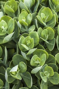 Sedum Spurium 'Deep pink', in 13cm-pot - afbeelding 4