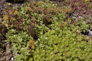 Sedum Spurium 'Deep pink', in 13cm-pot - afbeelding 2