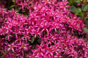 Sedum Spurium 'Deep pink', in 13cm-pot - afbeelding 5
