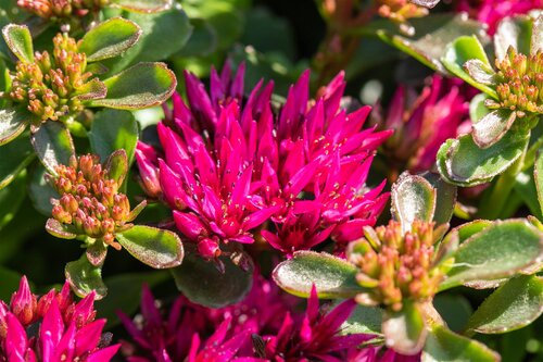 Sedum Spurium 'Deep pink', in 13cm-pot - afbeelding 6