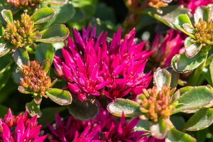 Sedum Spurium 'Deep pink', in 13cm-pot - afbeelding 6
