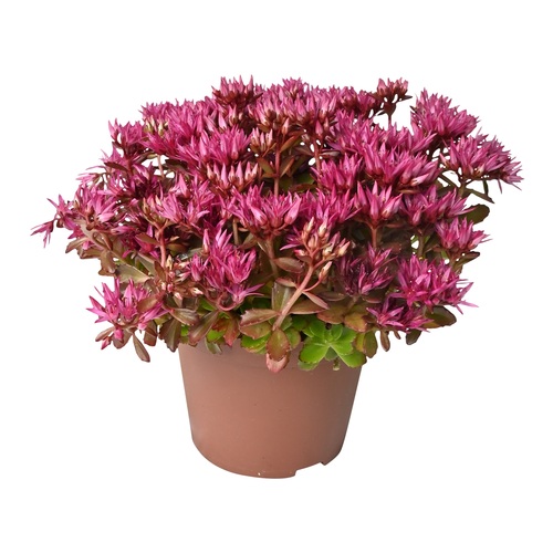 Sedum Spurium 'Deep pink', in 13cm-pot - afbeelding 1