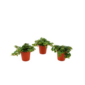Sedum Tornado, in 5.5cm-pot - afbeelding 1