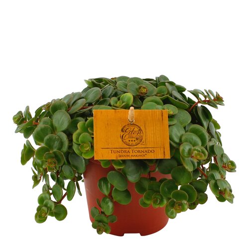 Sedum Tundra Tornado, in 10.5cm-pot