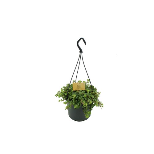 Sedum Tundra Tornado, in 15cm-hangpot