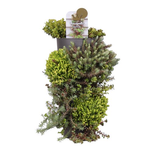 Sedum Wanderella