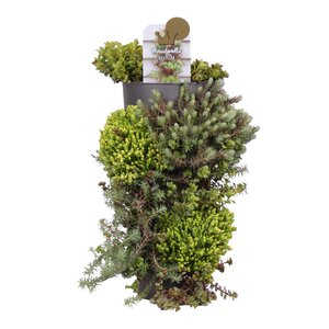 Sedum Wanderella