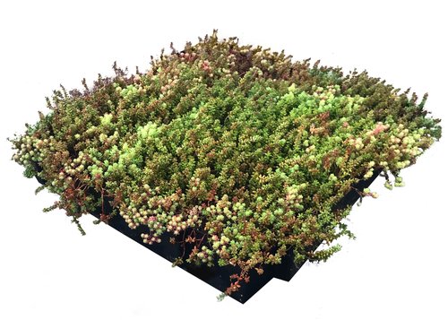 Daktuin Sedumtray Eco (per m²) - afbeelding 2