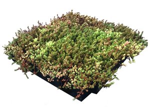 Daktuin Sedumtray Eco (per m²) - afbeelding 2