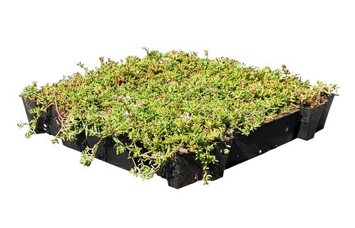 Daktuin Sedumtray Eco (per m²) - afbeelding 3