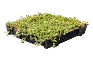 Daktuin Sedumtray Eco (per m²) - afbeelding 3