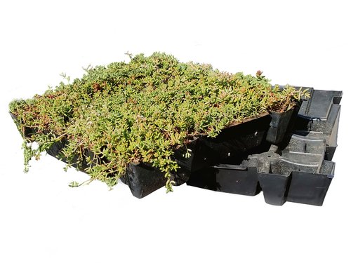 Daktuin Sedumtray Eco (per m²) - afbeelding 1