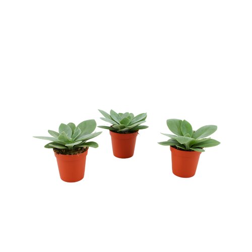 Senecio Cephalophorus, in 5.5cm-pot
