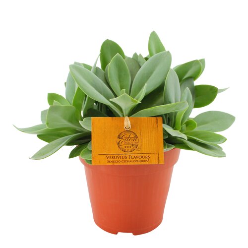 Senecio Cephalophorus Vesuvius Flavours, in 12cm-pot