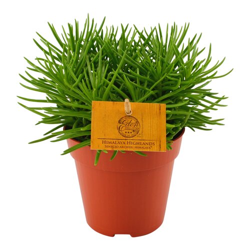 Senecio Himalaya Highlands, in 10.5cm-pot