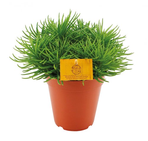 Senecio Himalaya, in 15cm-pot