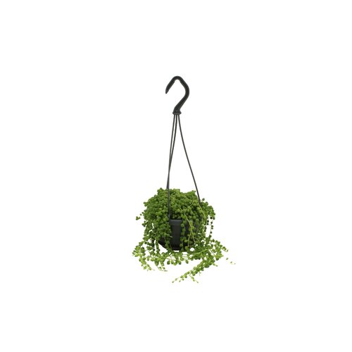 Senecio Rowleyanus Bont, in 10.5cm-hangpot