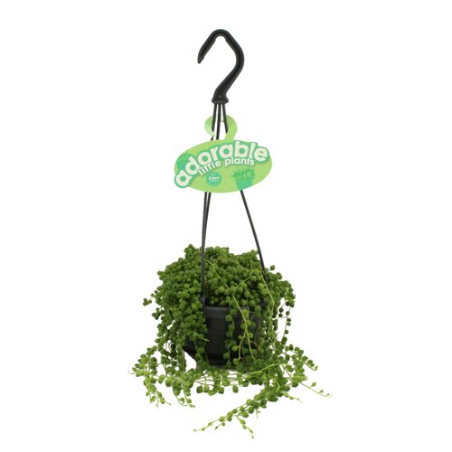 Senecio Rowleyanus String Of Pearls, in 10.5cm-hangpot