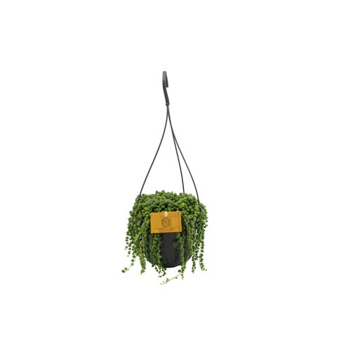 Senecio Rowleyanus String Of Pearls, in 15cm-hangpot