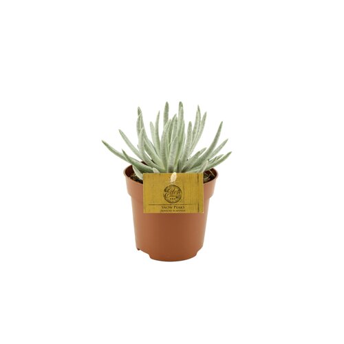 Senecio Scaposus Snow Peaks, in 10.5cm-pot