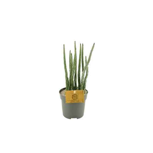 Senecio Stapeliaeformis Grigio Pilaro, in 10.5cm-pot