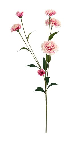 Sering Roze 63 cm