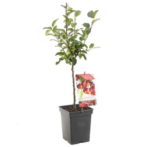 Appelboom (Malus Red Sentinel Patio), in pot