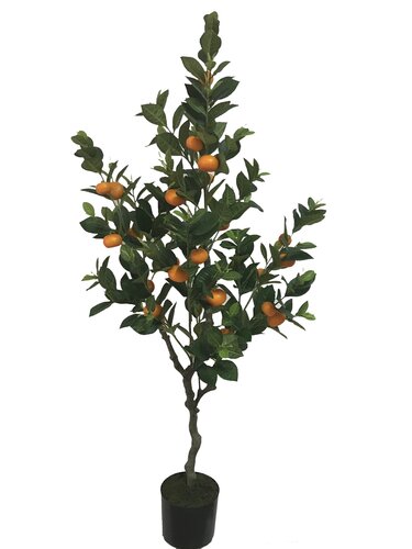 Sinaasappelboom 153cm
