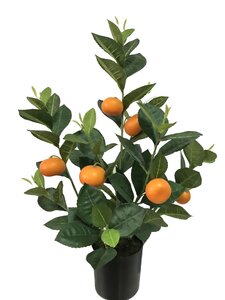 Sinaasappelplant 50cm