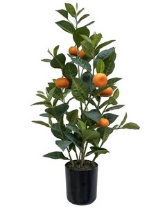 Sinaasappelplant 60cm