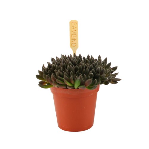 Sinocrassula Yunnanensis Napoli Noir, in 10.5cm-pot