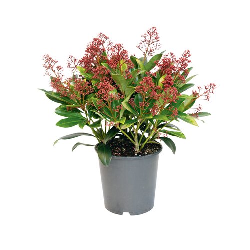 Skimmia Japonica, in 15cm-pot