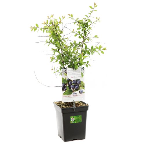 Sleedoorn (Prunus spinosa Sleedoorn), in pot