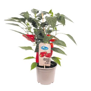 Snack Peper rood, in 14cm-pot - afbeelding 1