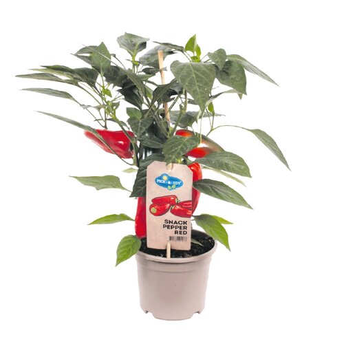 Pick&Joy Plant Snack peper rood, in 14cm-pot - afbeelding 1
