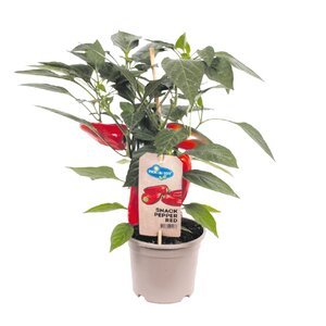 Pick&Joy Plant Snack peper rood, in 14cm-pot