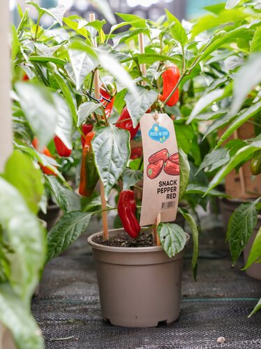 Pick&Joy Plant Snack peper rood, in 14cm-pot - afbeelding 2