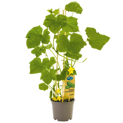 Pick&Joy Plant Snackkomkommer, in 14cm-pot - afbeelding 1