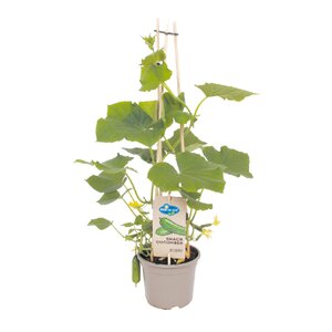 Pick&Joy Plant Snackkomkommer, in 14cm-pot - afbeelding 2