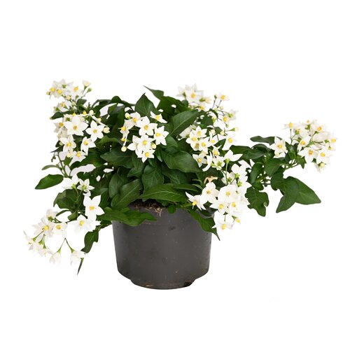 Solanum Jasminoides, in 12cm-pot