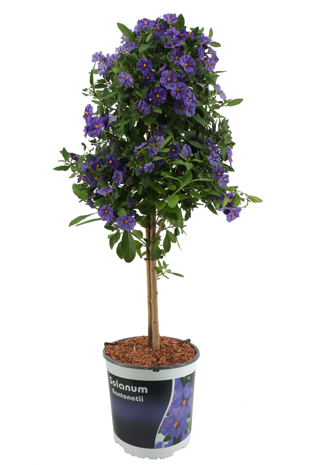 James Dyson dak domineren Solanum op stam, donker blauw, in 21cm-pot - Tuincentrum Coppelmans