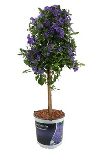 Solanum op stam, donker blauw, in 21cm-pot