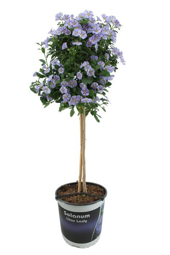 Solanum op stam, licht blauw, in 21cm-pot