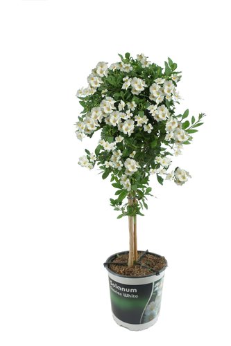 Solanum op stam, wit, in 21cm-pot