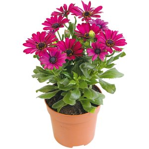 Spaanse margriet, in 12cm-pot - afbeelding 1