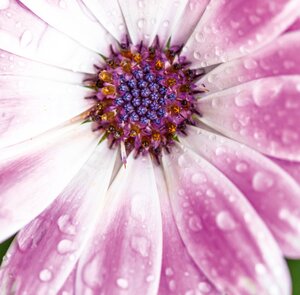 Spaanse margriet, in 12cm-pot - afbeelding 2