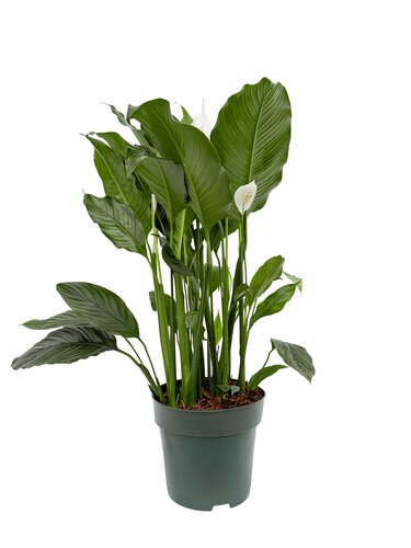 Spathiphyllum 'Sebastiano', in 27cm-pot
