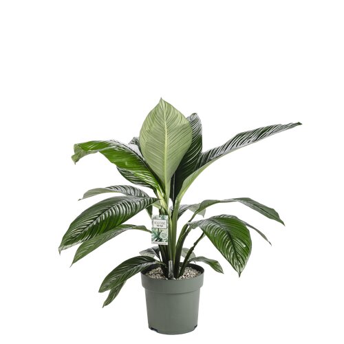 Spathiphyllum 'Sensation', in 30cm-pot